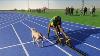 Usain Bolt Vs Fastest Dog